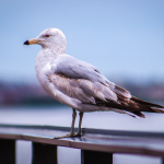 A seagull stands on a metal railing by the sea under an overcast sky. Une mouette se tient sur une rambarde métallique près de la mer sous un ciel couvert.