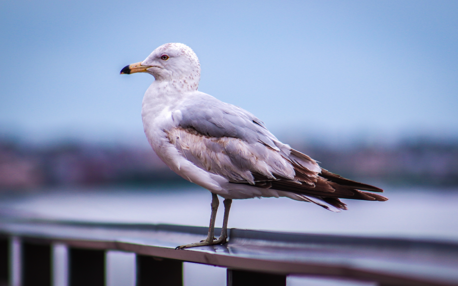 A seagull stands on a metal railing by the sea under an overcast sky. Une mouette se tient sur une rambarde métallique près de la mer sous un ciel couvert.